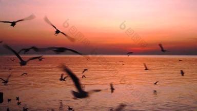 美丽的日落海鸥飞行《暮光之城》时间魔法小时金小时和平假期时间轮廓海鸥锅拍摄